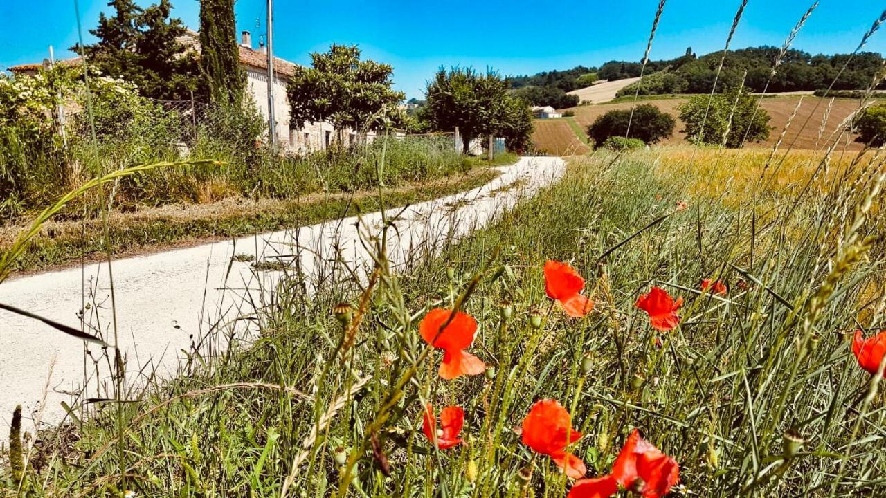 Il Casale Di Nonno Guido Bed & Breakfast Monterado Bagian luar foto