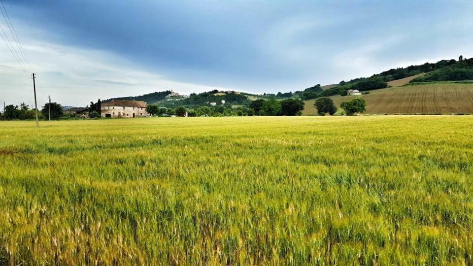 Il Casale Di Nonno Guido Bed & Breakfast Monterado Bagian luar foto